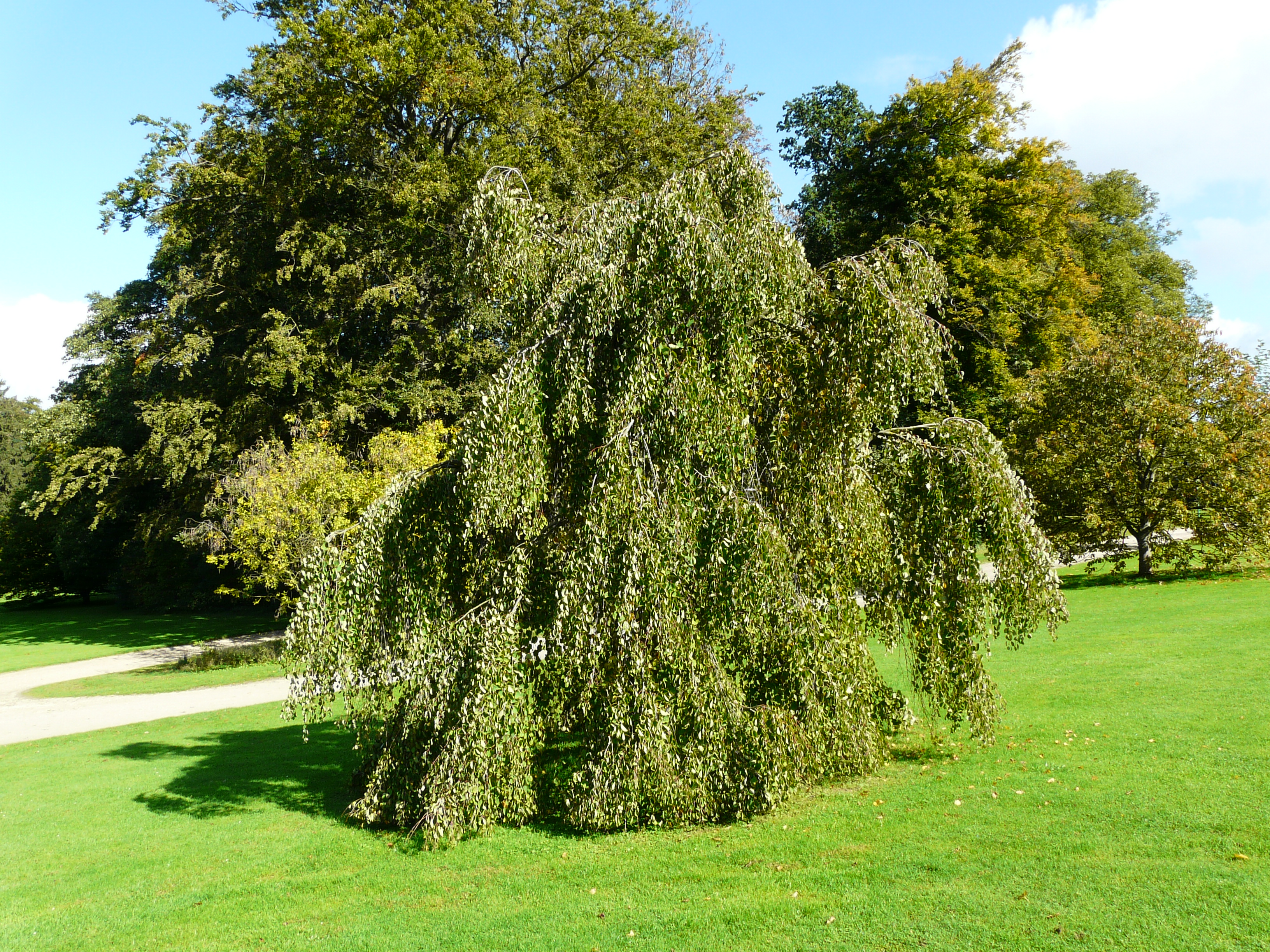 Cercidiphyllum japonicum 'Pendulum'